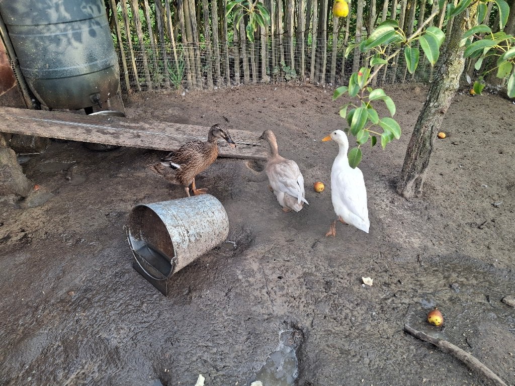 Indische loopeenden, Dieren en Toebehoren, Geslacht onbekend