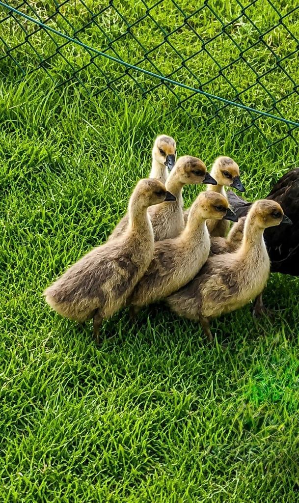 7 knobbelganzen kuikens, Sexe inconnu, Oie ou Cygne