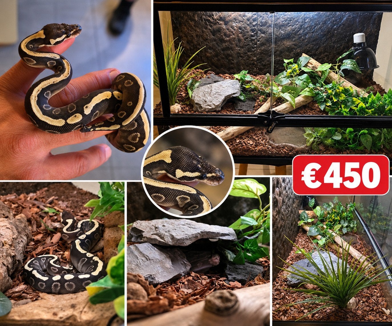 Vendre King Python (Ball Python) + configuration complète, Animaux & Accessoires, Enlèvement, Utilisé, Terrarium ou Paludarium