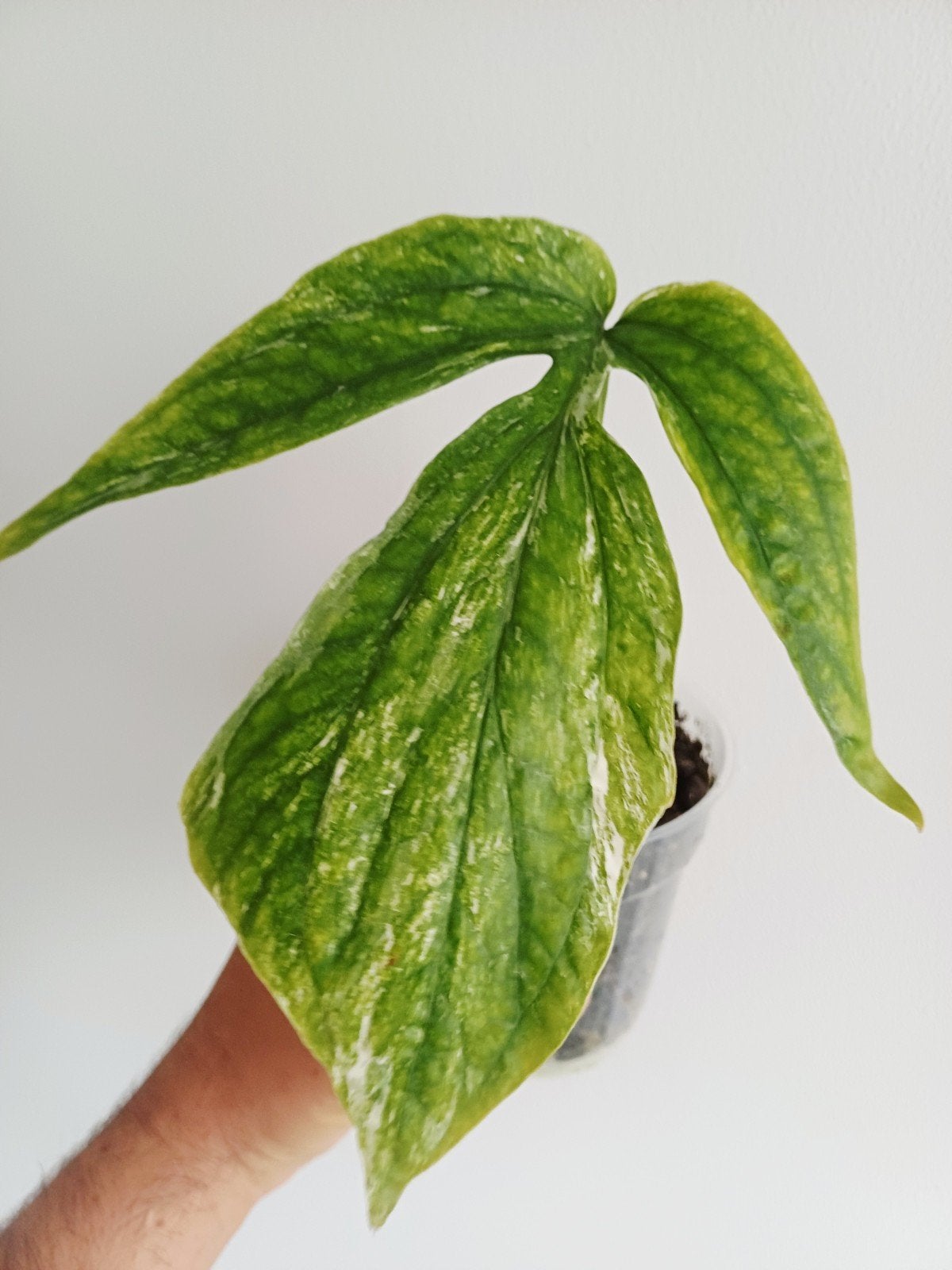 Amydrium Medium Albo variegata, Overige soorten, In pot, Minder dan 100 cm, Groene kamerplant
