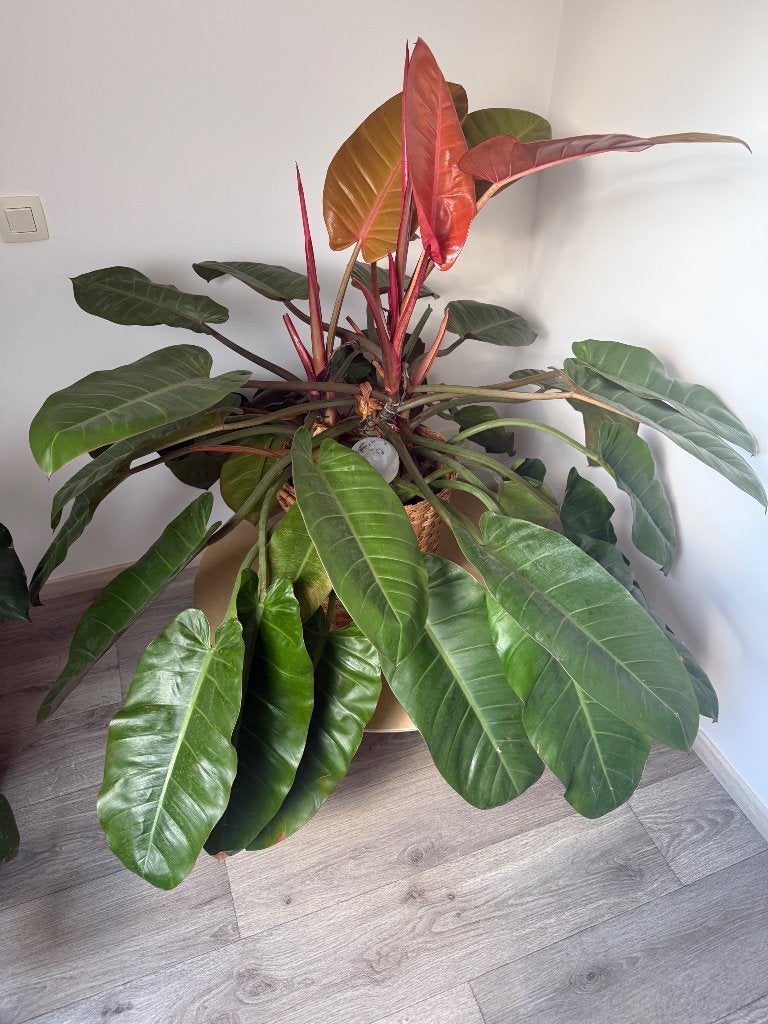 Philodendron Prince of Orange, Maison & Meubles, Plantes d'intérieur, Autres espèces, En pot, Enlèvement, 100 à 150 cm