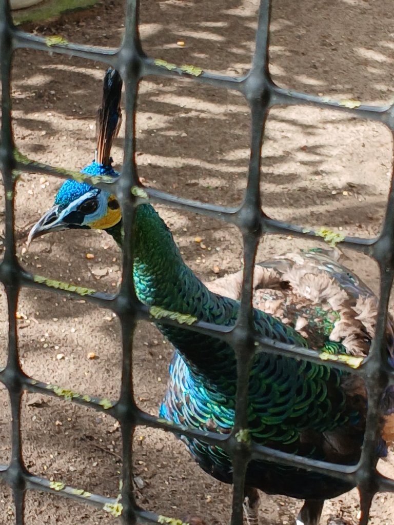 Java pauwen trio 1 haan +2 hennen, Dieren en Toebehoren, Meerdere dieren, Overige soorten
