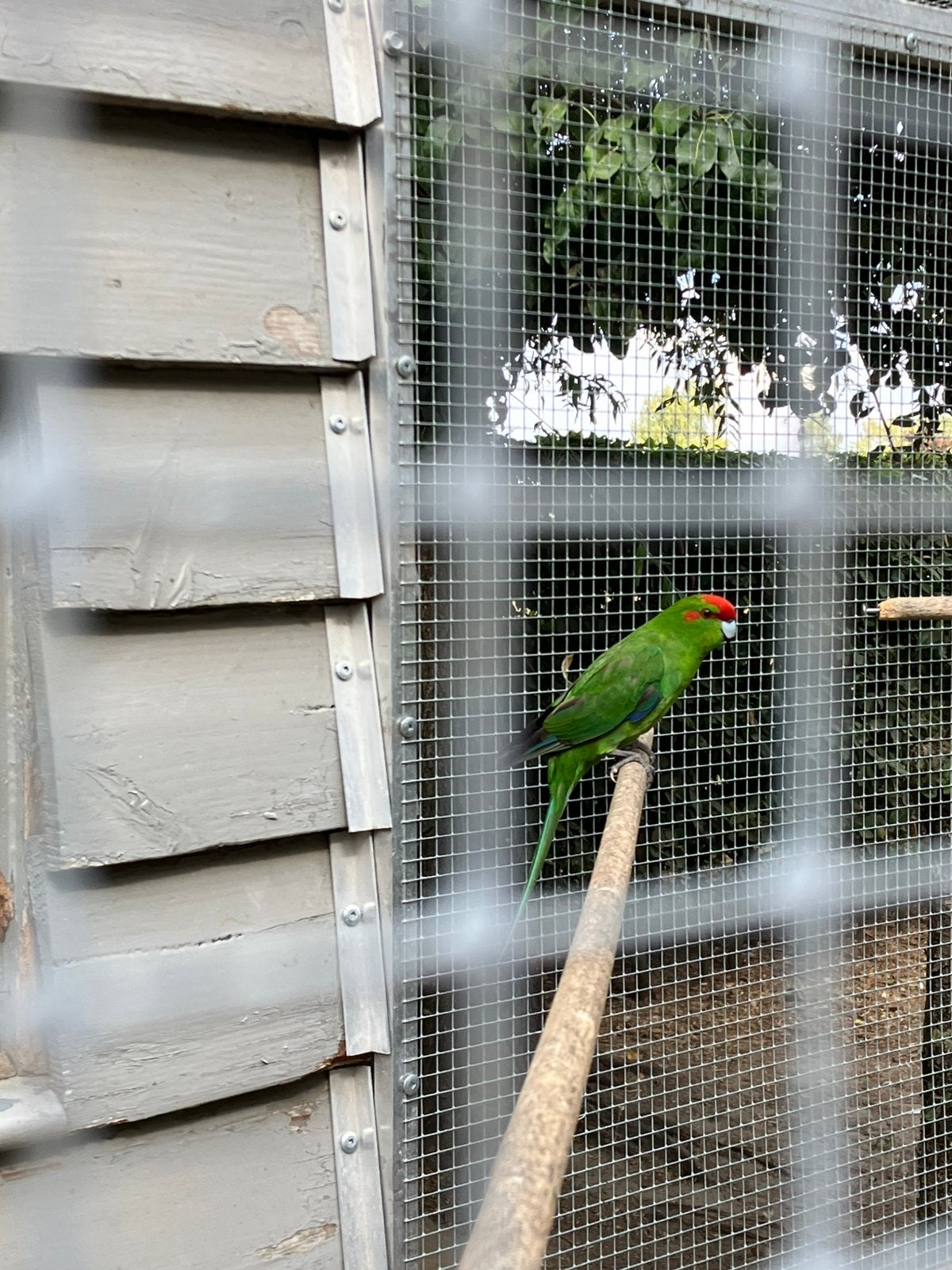 Mannelijke groene kakariki, Mannelijk
