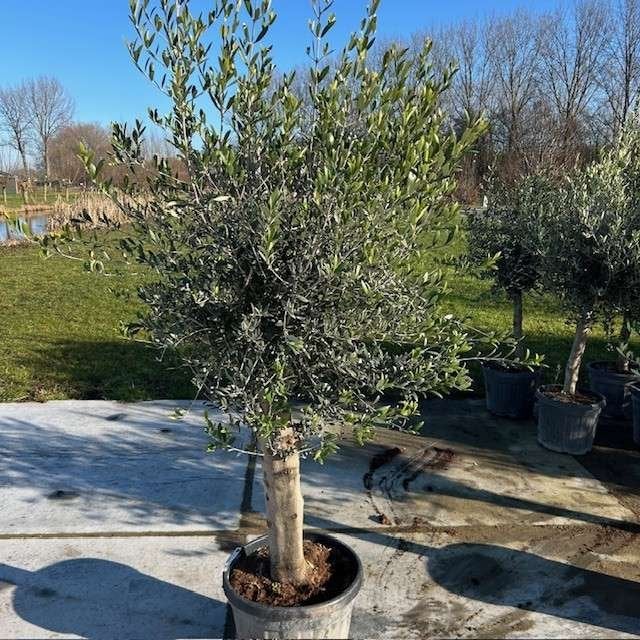 Olijfbomen, olijf, Olea europaea, uit voorraad geleverd, Jardin & Terrasse, Plantes | Arbres, Enlèvement ou Envoi, En pot, Olivier