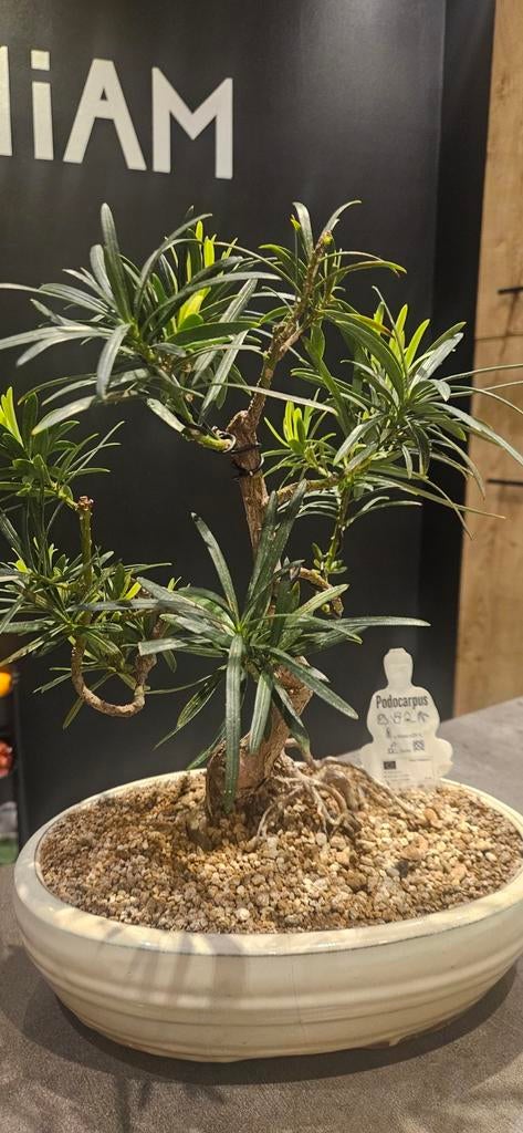 Bonsaï podocarpus, Enlèvement