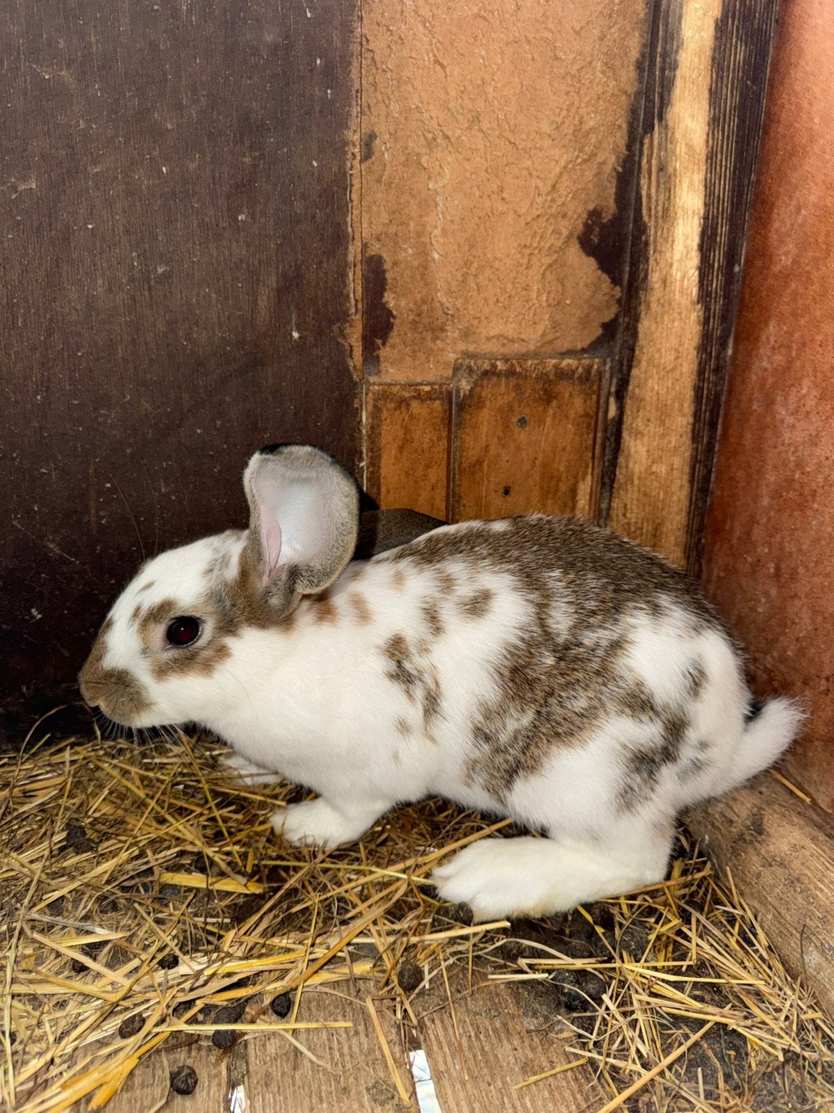 8 konijnen te koop, Dieren en Toebehoren, Geslacht onbekend, Middelgroot, 0 tot 2 jaar