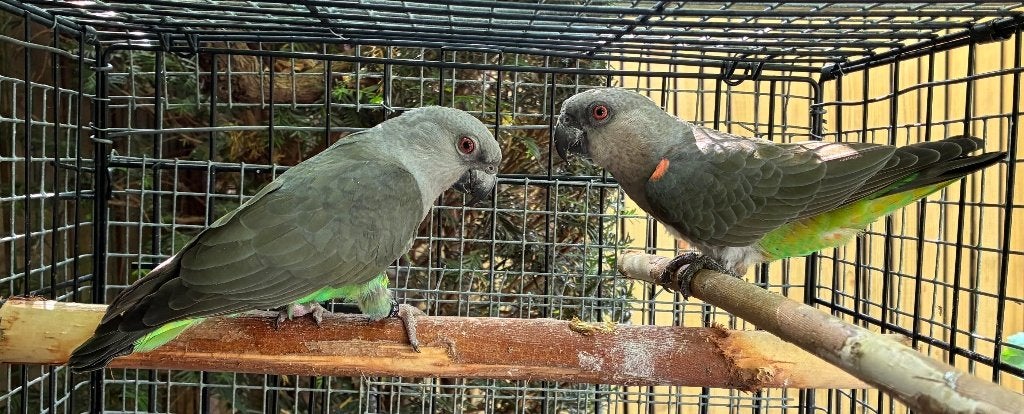 1-1 Poicephalus Rufiventris 2019, Plusieurs animaux, Perroquet, Bagué