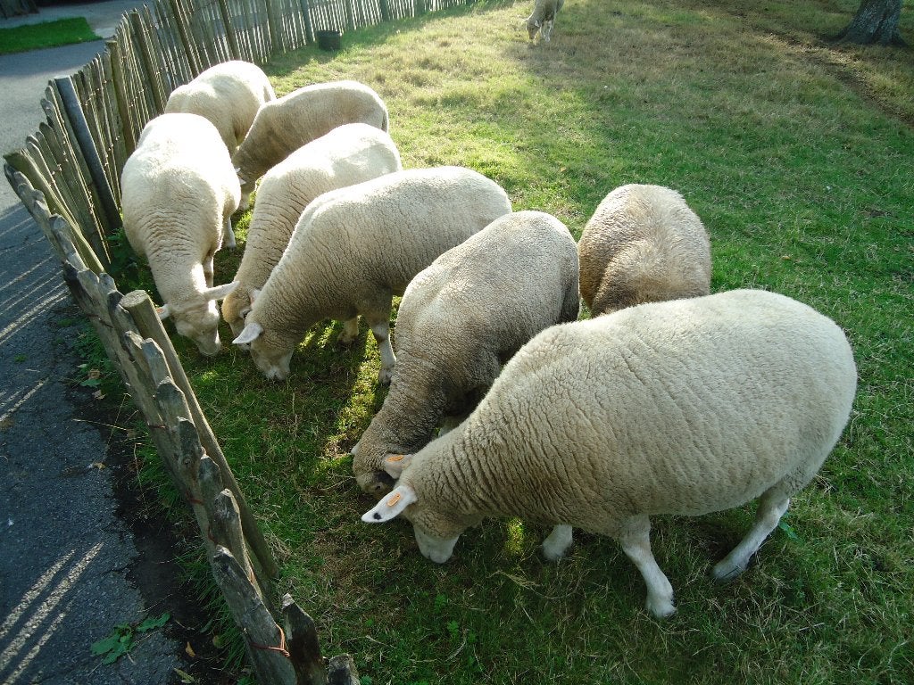10 drachtige poll dorset ooien van 1 ,5 jaar oud, Femelle, Mouton, 0 à 2 ans