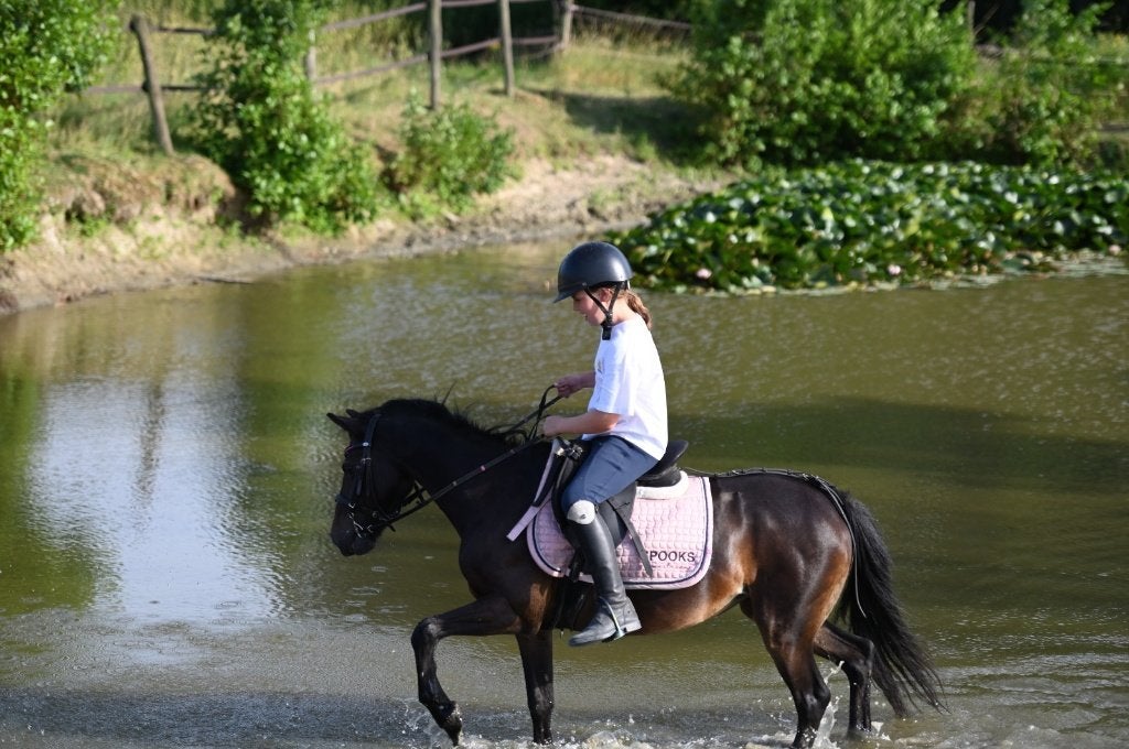 B pony merrie, Dieren en Toebehoren, B, B pony (1.17m tot 1.27m), 11 jaar of ouder, Merrie