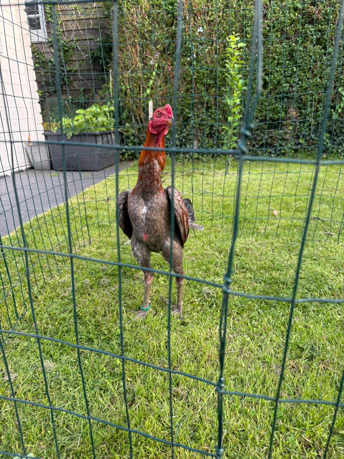 Shamo.  BrasilxAmerika groenpoot