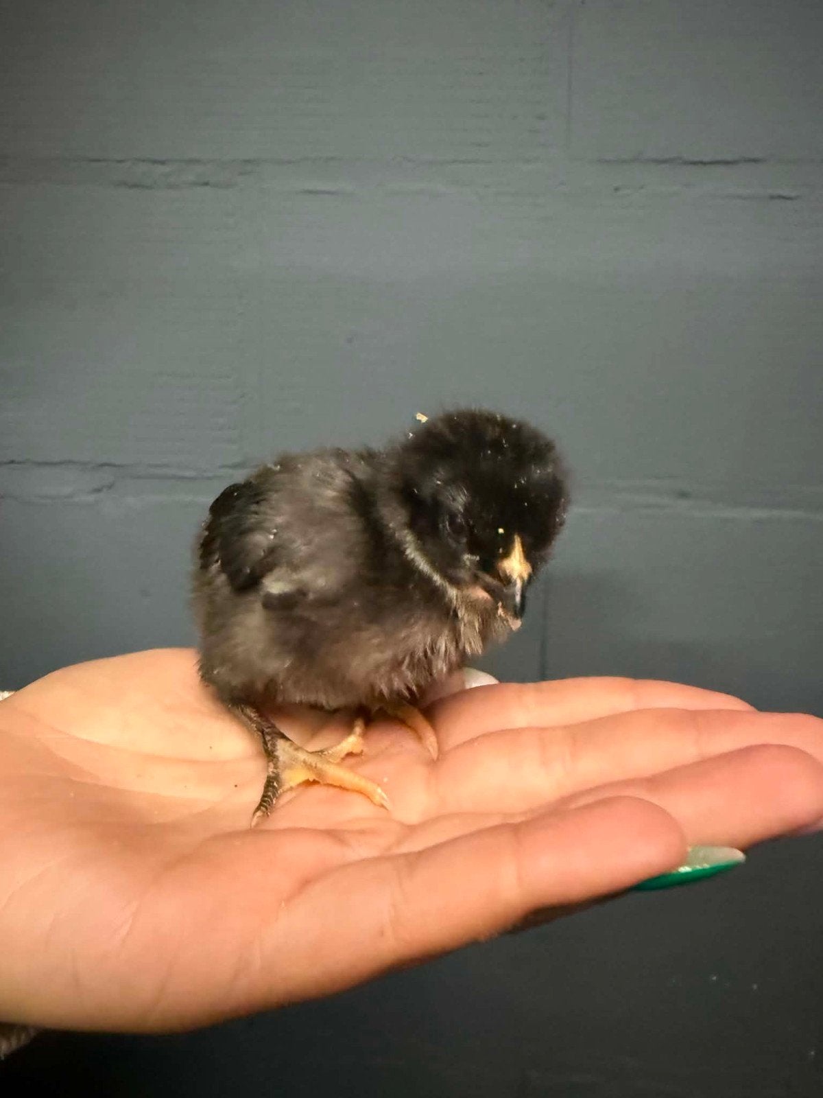 kuikens, Dieren en Toebehoren, Pluimvee