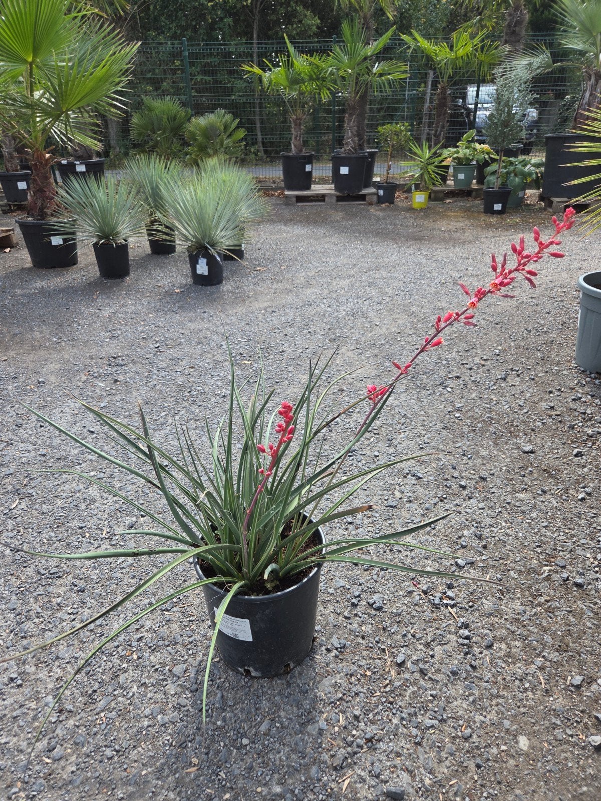 Rode Yucca - Hesperaloe Parviflora, Ophalen