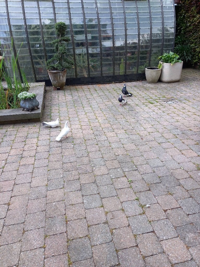 Sierduiven, Dieren en Toebehoren, Vogels | Duiven, Meerdere dieren, Overige soorten