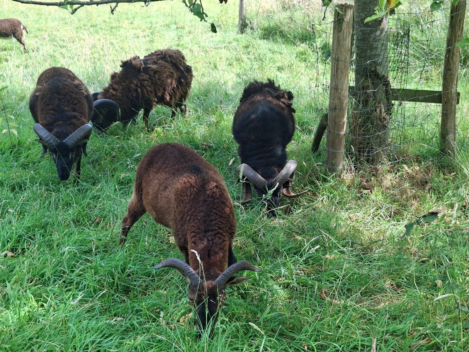Soay ooitjes, Dieren en Toebehoren