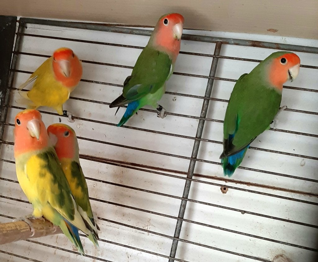 Roseicollies TE KOOP, Dieren en Toebehoren, Vrouwelijk, Dwergpapegaai of Agapornis, Geringd