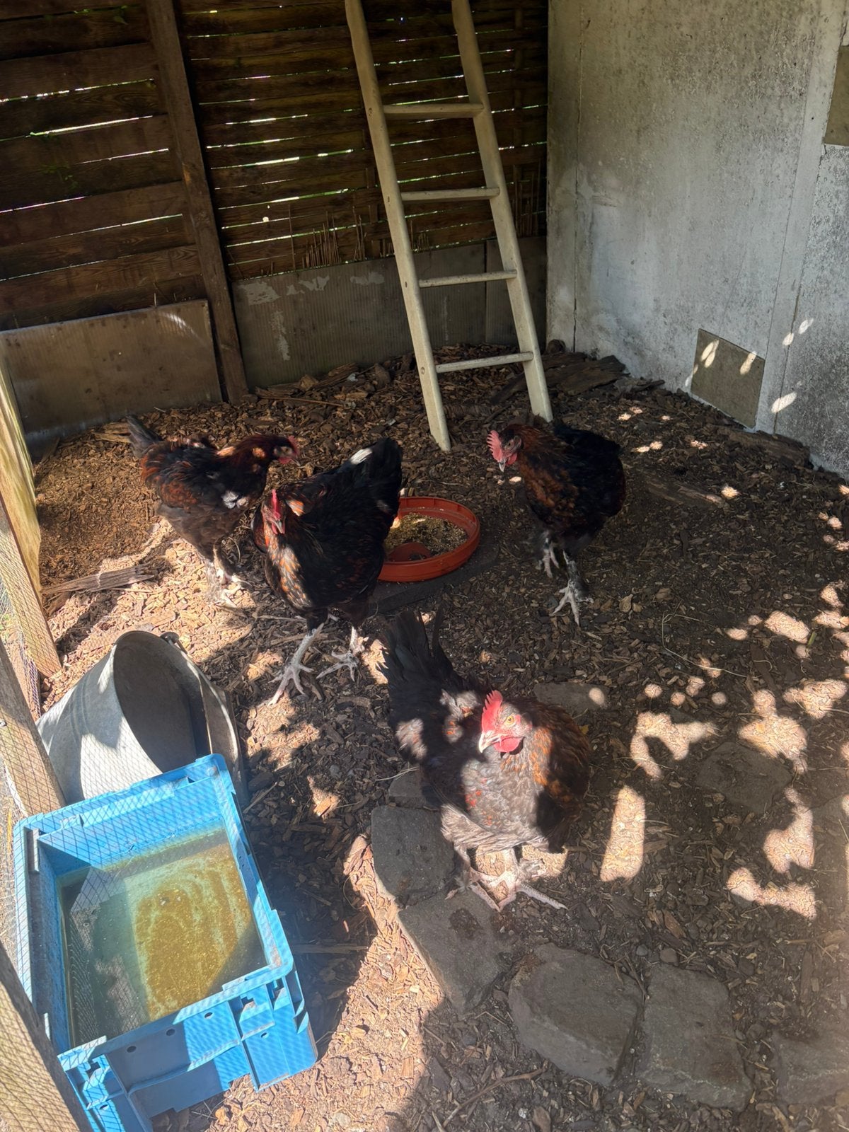 Marans koperhals hanen, Dieren en Toebehoren, Mannelijk, Kip