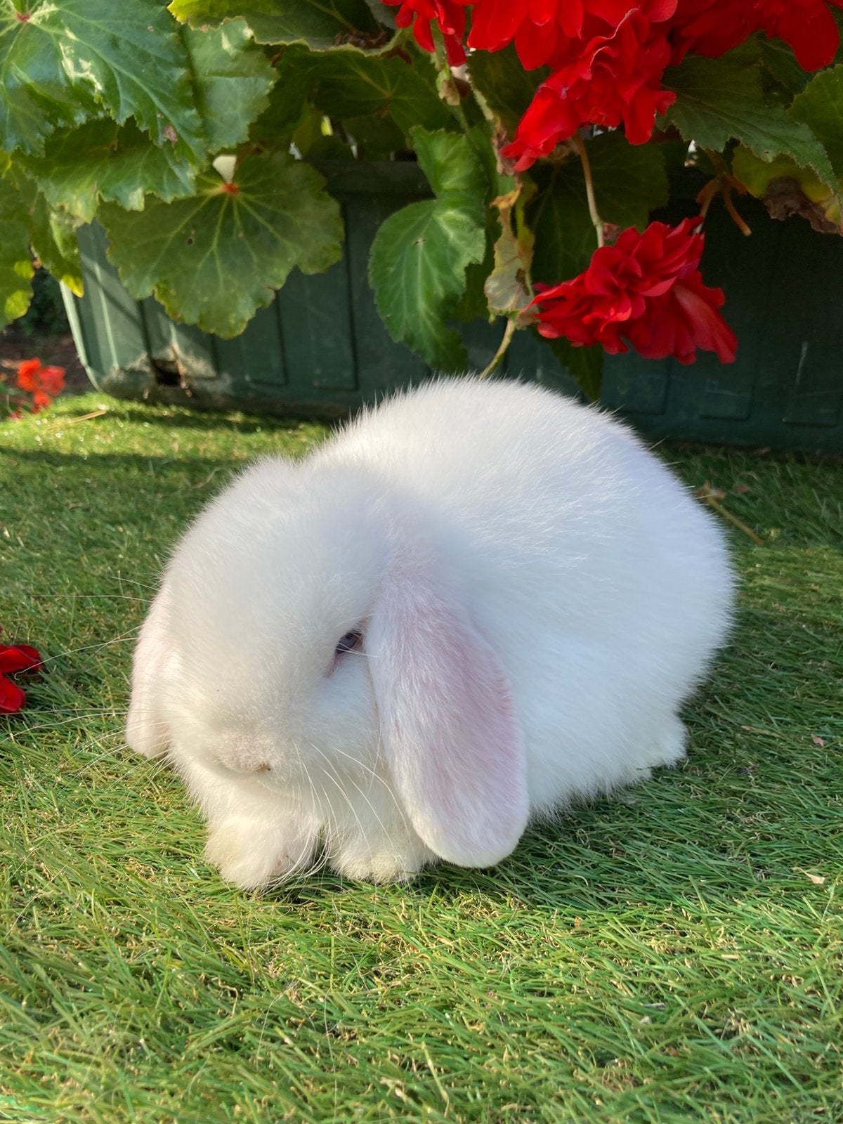 Hangoor konijntje vrouw, Dieren en Toebehoren, Hangoor