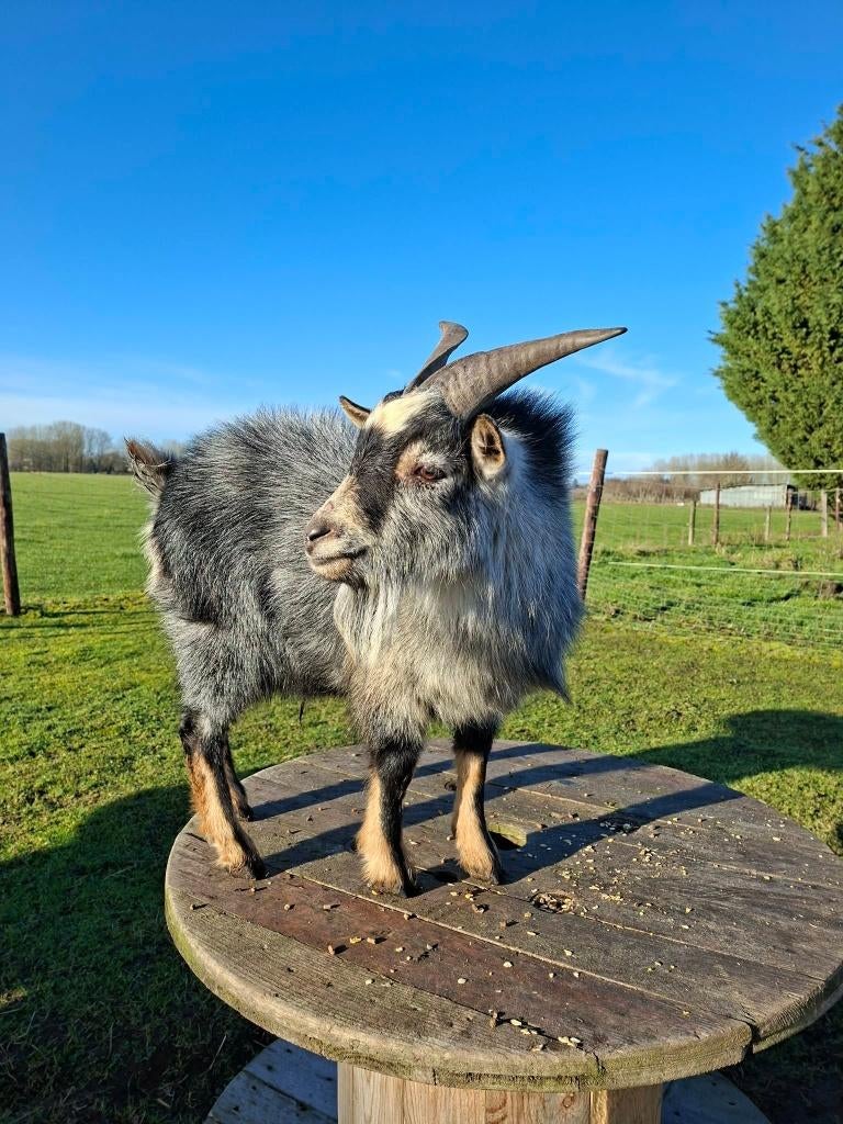 Geitenbok bok, Dieren en Toebehoren, Schapen, Geiten en Varkens, Mannelijk, Geit, 0 tot 2 jaar