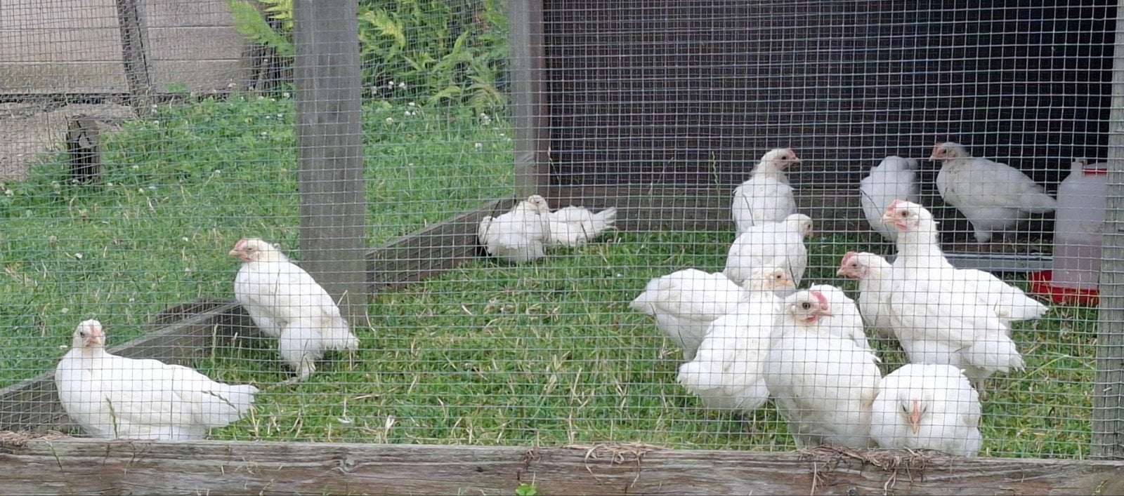 Haantjes Poule De Bresse  , witte kleur  , raszuiver, Mâle, Poule ou poulet