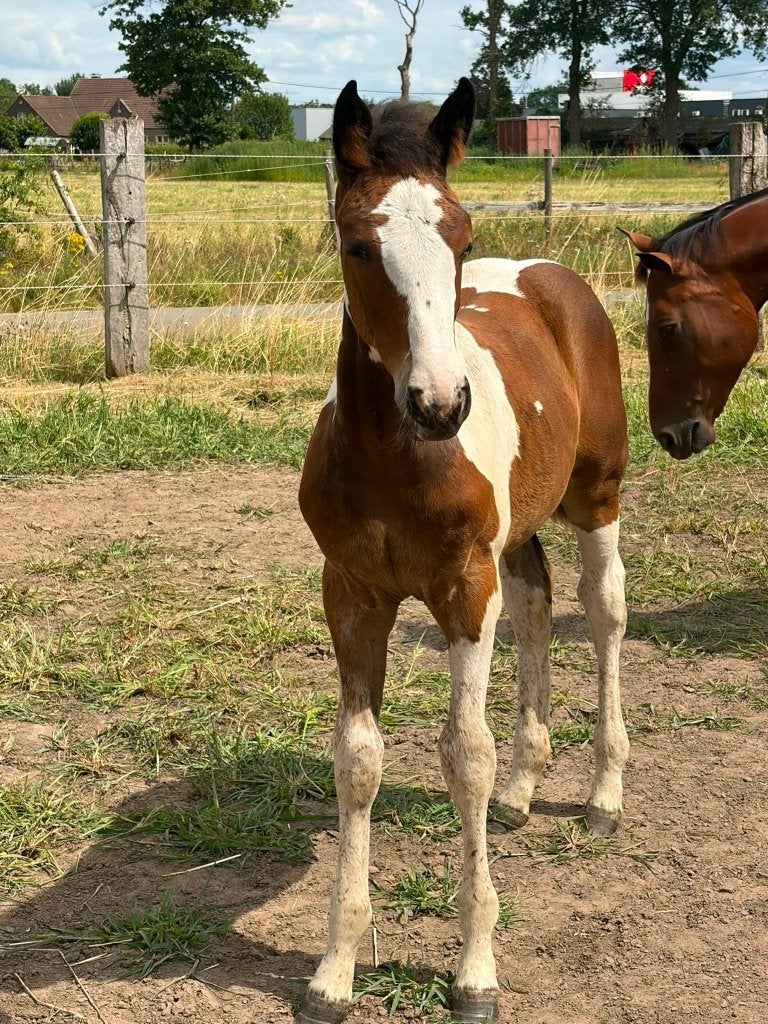 BONT VEULEN MET SPRINGGENEN, Merrie, Springpaard, Met stamboom, Niet van toepassing