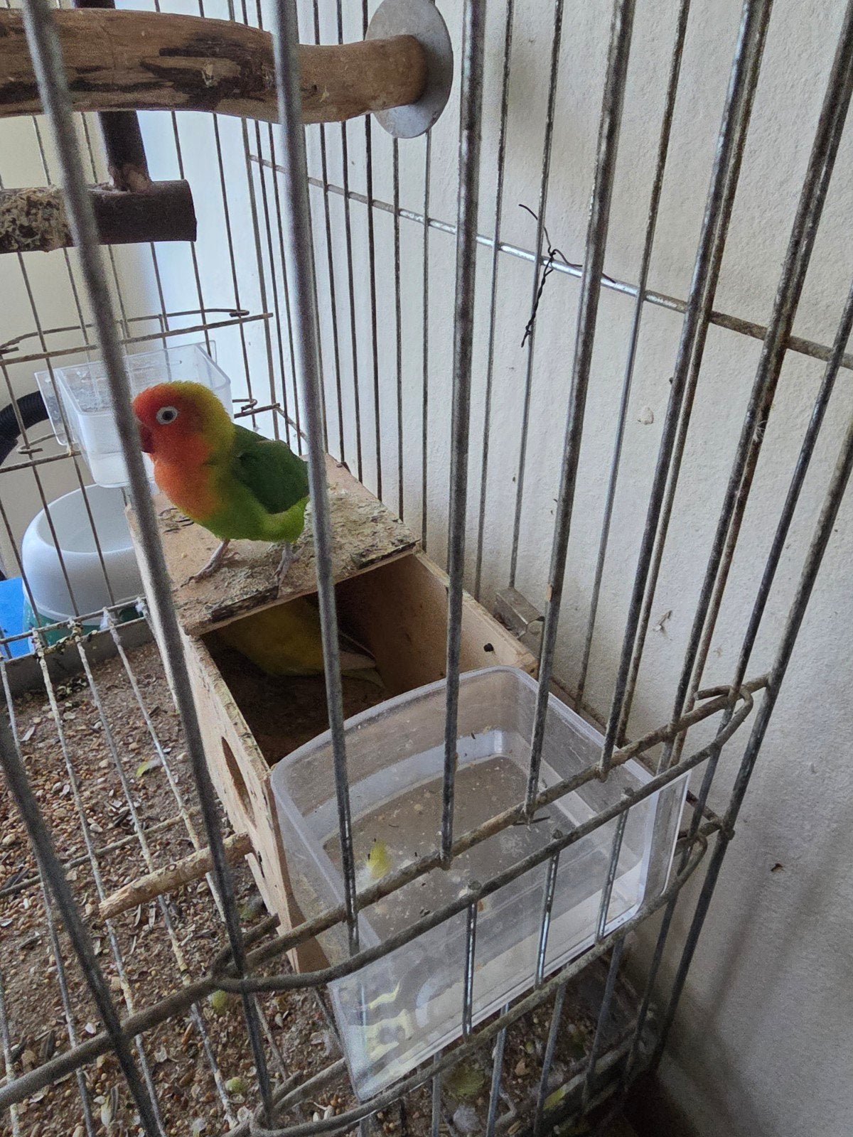 Valkparkiet met kooi en dwergpapegaaitjes met kooi