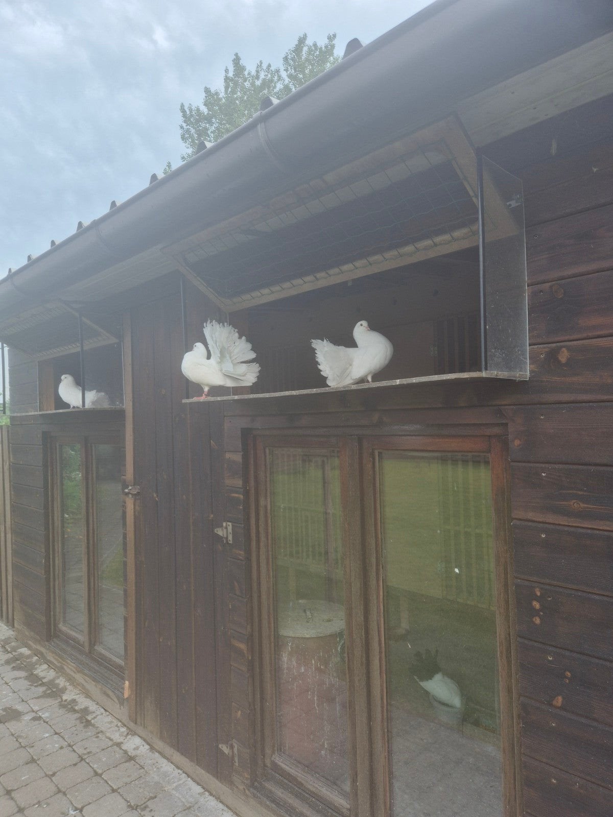 A vendre : jolie paire de queues de paon blanches... couple