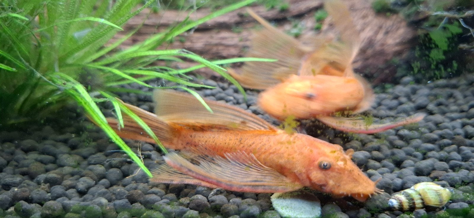 !GEZOCHT! Ancistrus super red longfin VROUW