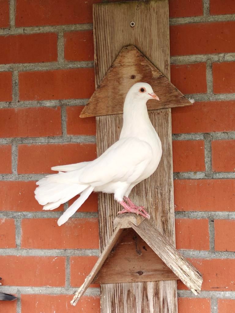 5 pauwstaart duiven, Plusieurs animaux, Autres espèces