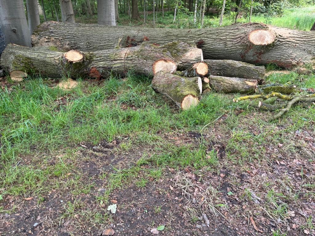 Brandhout, 6 m³ of meer, Ophalen, Eikenhout, Stammen
