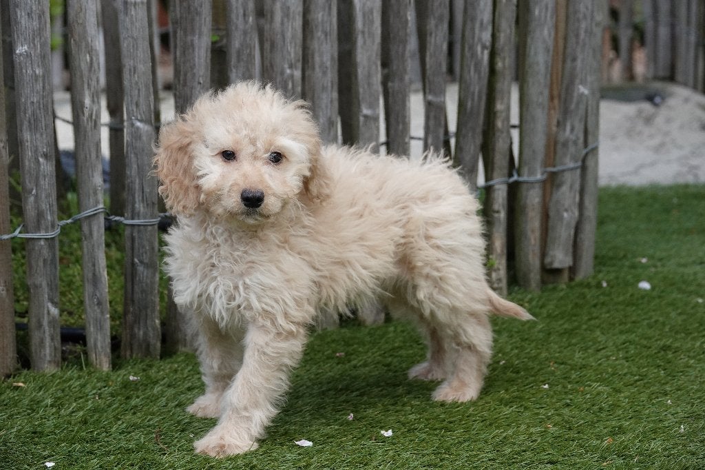 Beaux chiots Cockapoo abricot, Animaux & Accessoires, Autres races, Plusieurs, Hépatite contagieuse (maladie de Rubarth), Belgique