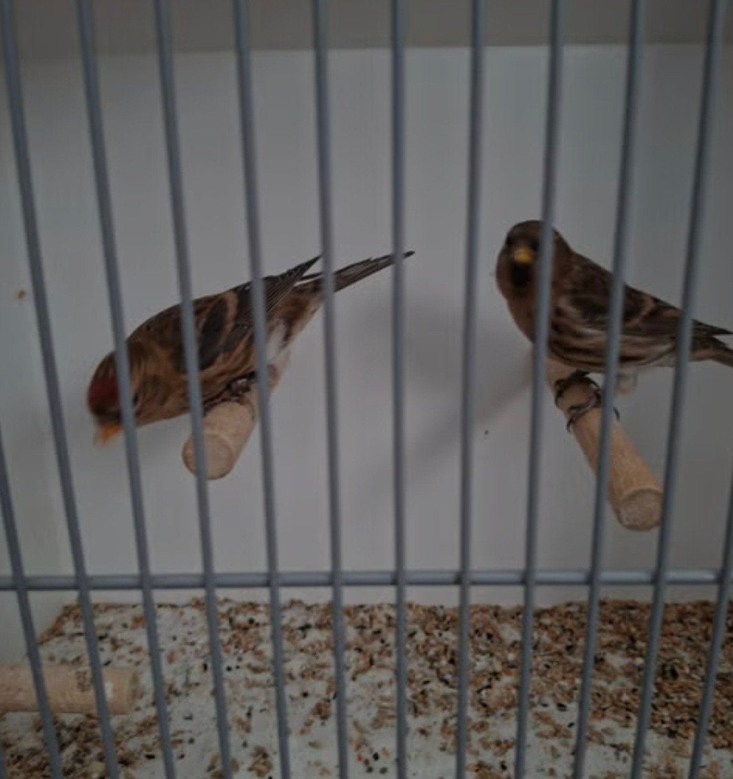 cabaret barmsijsjes, Mannelijk, Wildzangvogel, Geringd