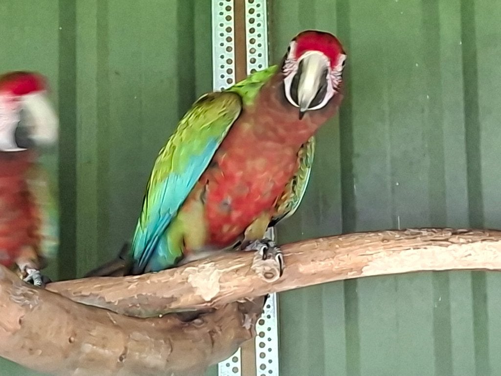 calico ara`s, Plusieurs animaux, Perroquet, Bagué