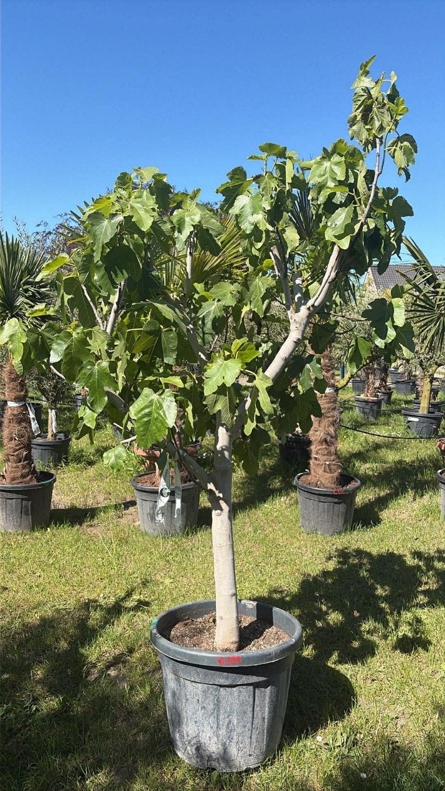 ‼️vijgenbomen aan promoprijzen ‼️, Ophalen
