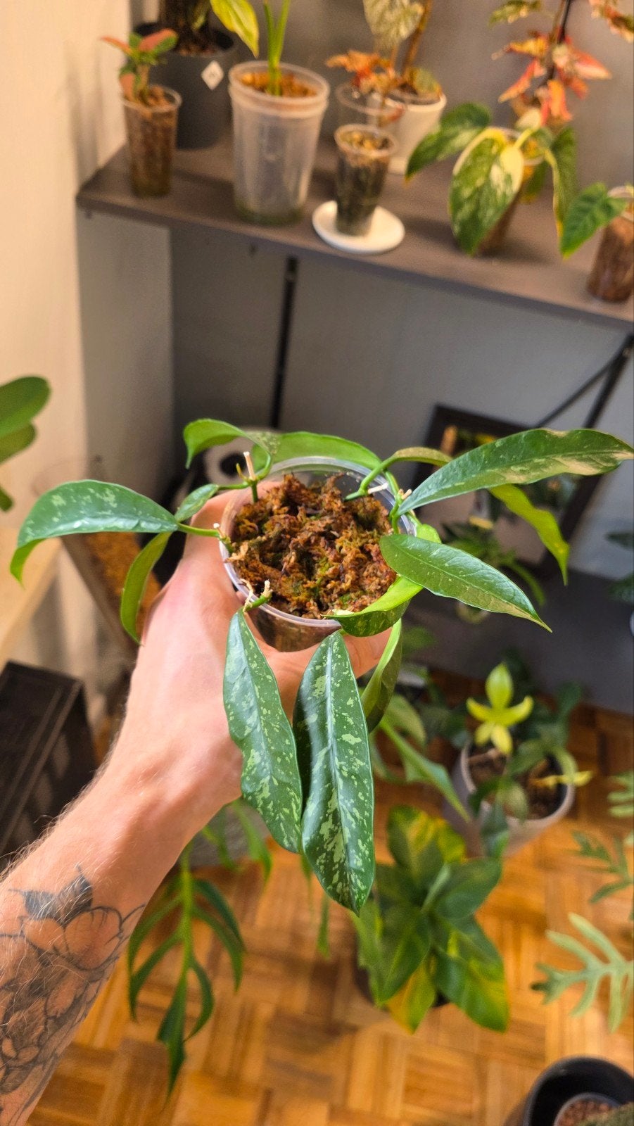 hoya sp, Enlèvement ou Envoi