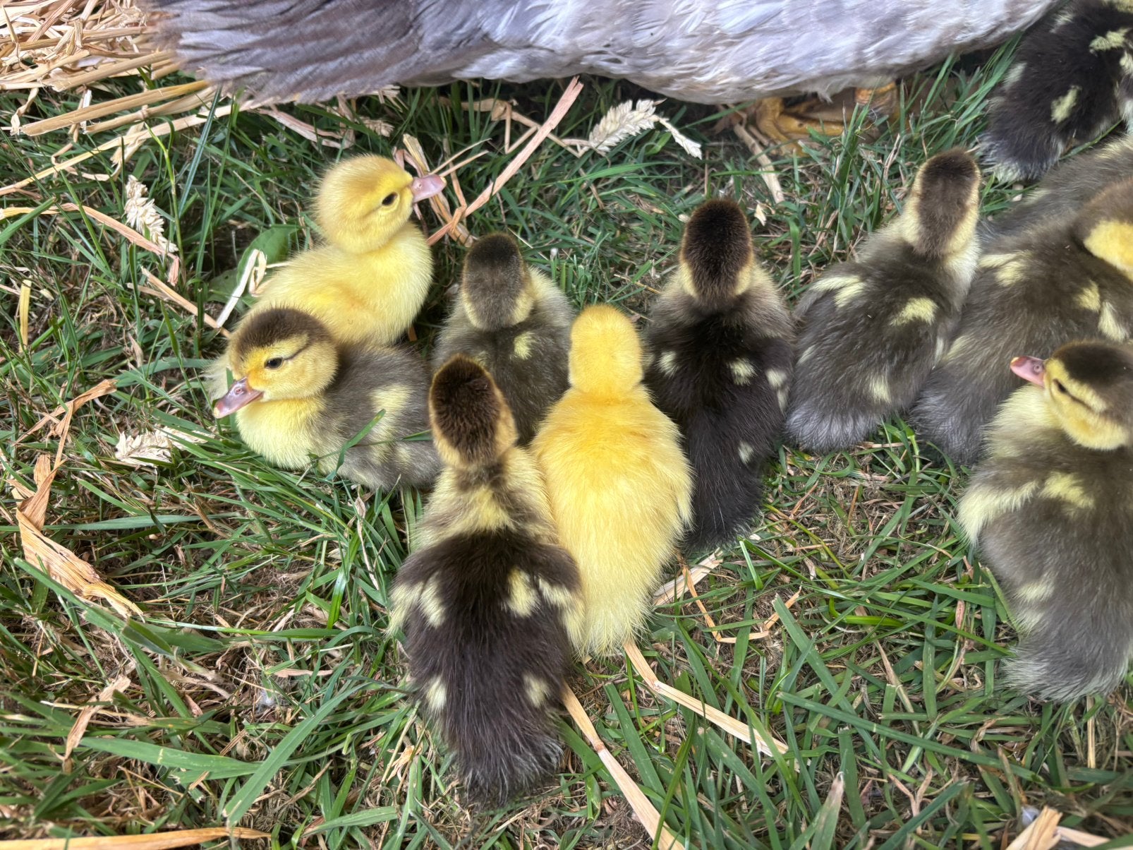 Jonge eenden kuikentjes te koop, Meerdere dieren, Tam