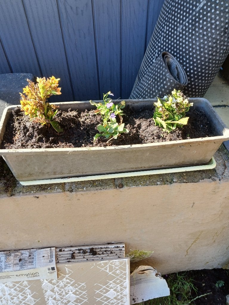 Tuinplanten in bloemenbakken GRATIS, Tuin en Terras, Planten | Tuinplanten, Ophalen, Vaste plant