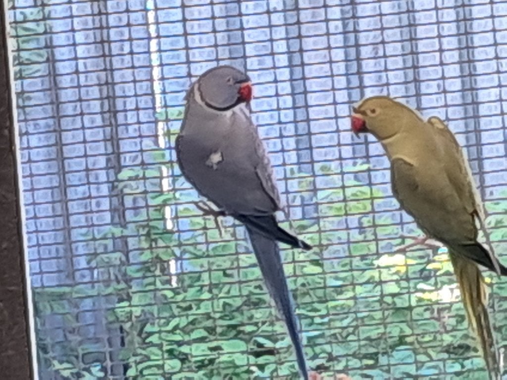 2x halsbandparkiet, Dieren en Toebehoren, Vogels | Parkieten en Papegaaien, Geslacht onbekend, Parkiet, Geringd