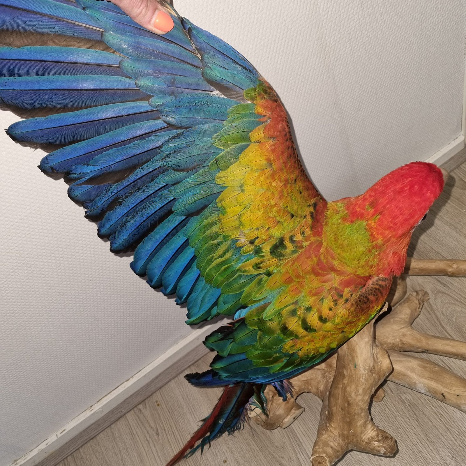 Tropicana ara’s, lees de tekst !, Dieren en Toebehoren, Vrouwelijk, Papegaai, Pratend