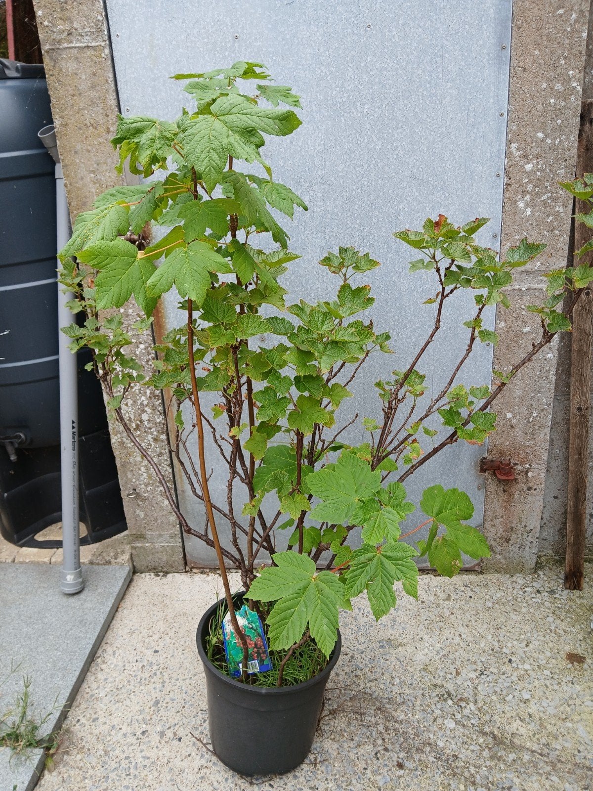 Fruitboom Rode bessen, Tuin en Terras, Ophalen