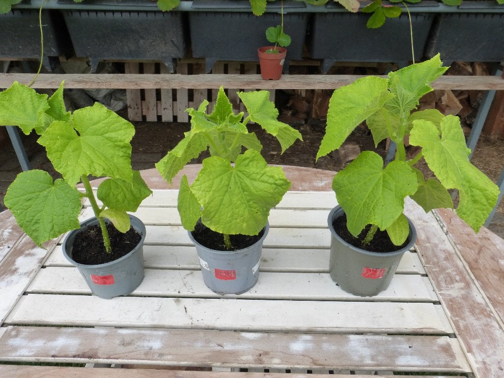 KOMKOMMERPLANTEN :grote, Tuin en Terras, Planten | Tuinplanten, Ophalen, Volle zon, Groenteplanten, Eenjarig