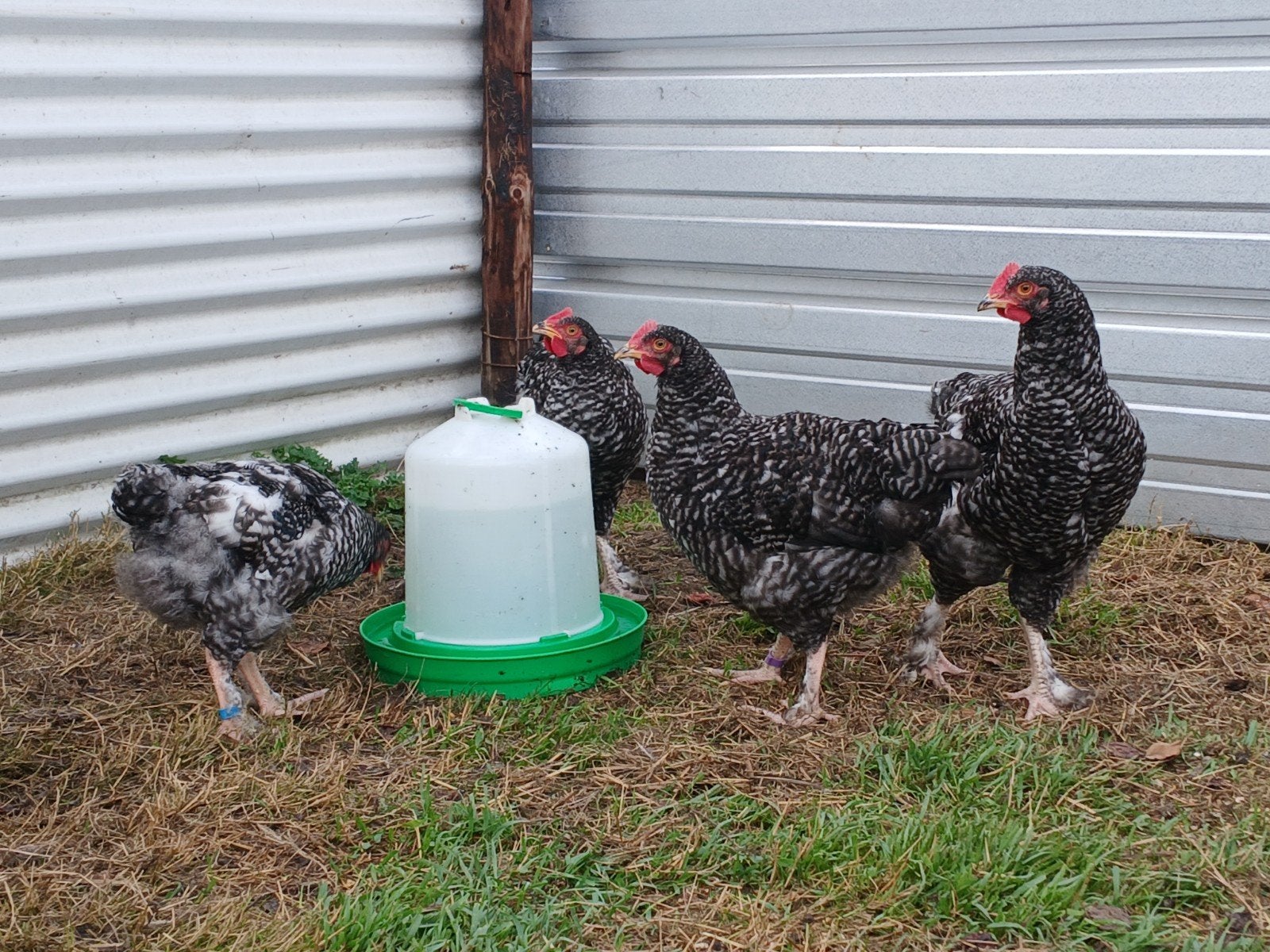 4 jonge Mechelse Koekoek hanen te koop, Dieren en Toebehoren, Pluimvee