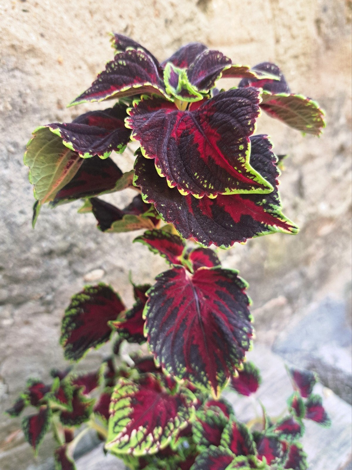 Siernetel stekje (Coleus), Ophalen