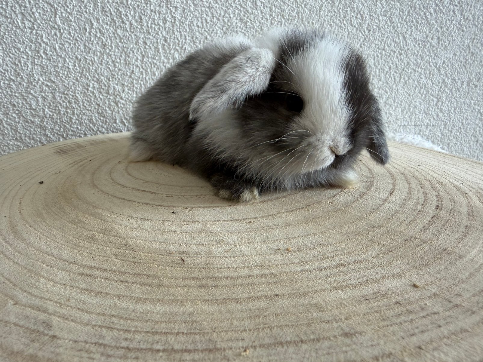 Minilop ram, Mâle, Nain, Oreilles tombantes, 0 à 2 ans