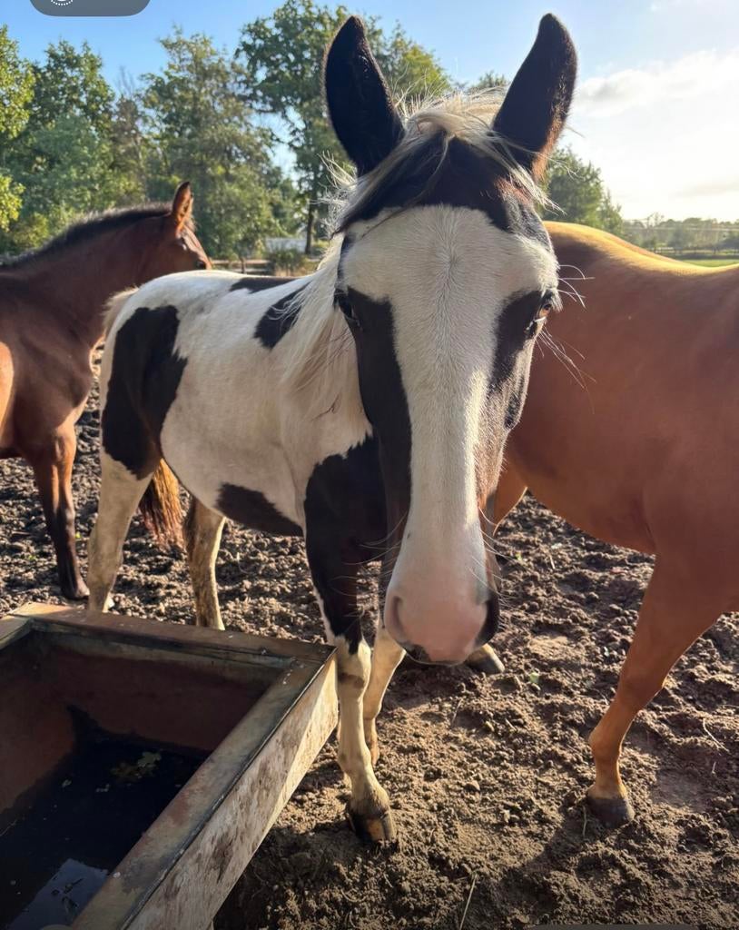 2-jarige merrie, Dieren en Toebehoren, Merrie, Minder dan 160 cm, 0 tot 2 jaar, Gechipt
