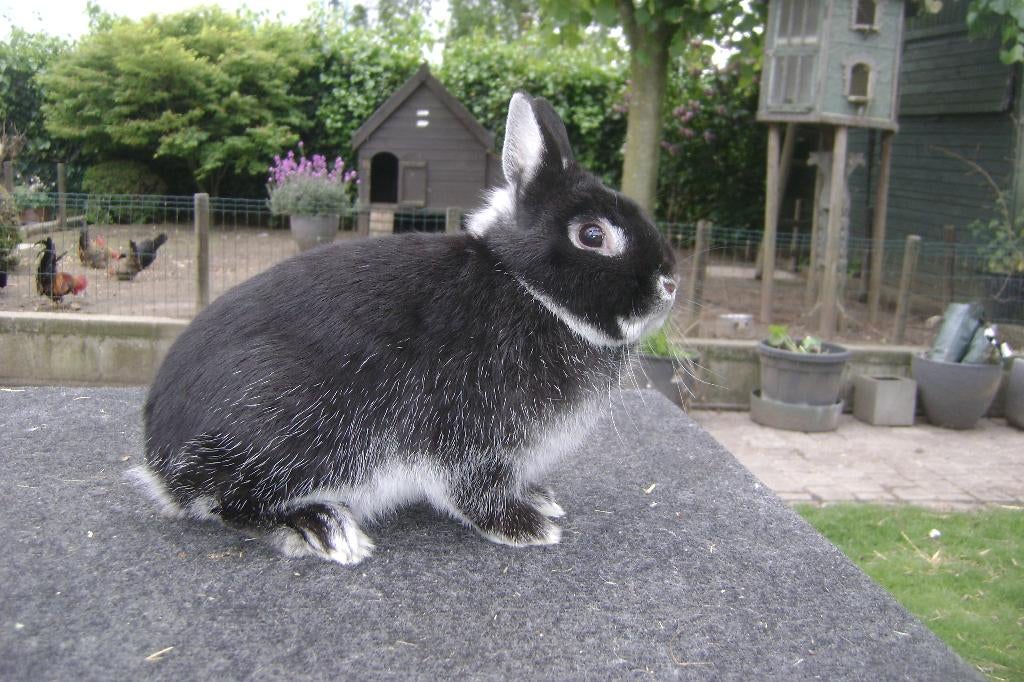 Drie raszuivere kleurdwergen, Meerdere dieren, Dwerg