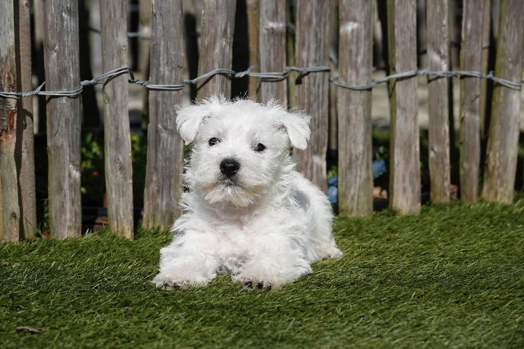 Chiots Westie avec pedigree (West Highland white terrier), Animaux & Accessoires, Autres races, Plusieurs, Hépatite contagieuse (maladie de Rubarth)