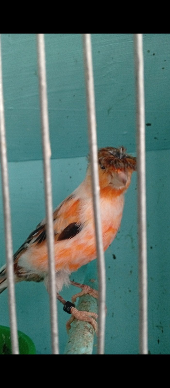 Canaris chanteur mâle marlequin 2025, Animaux & Accessoires, Mâle, Canari chanteur