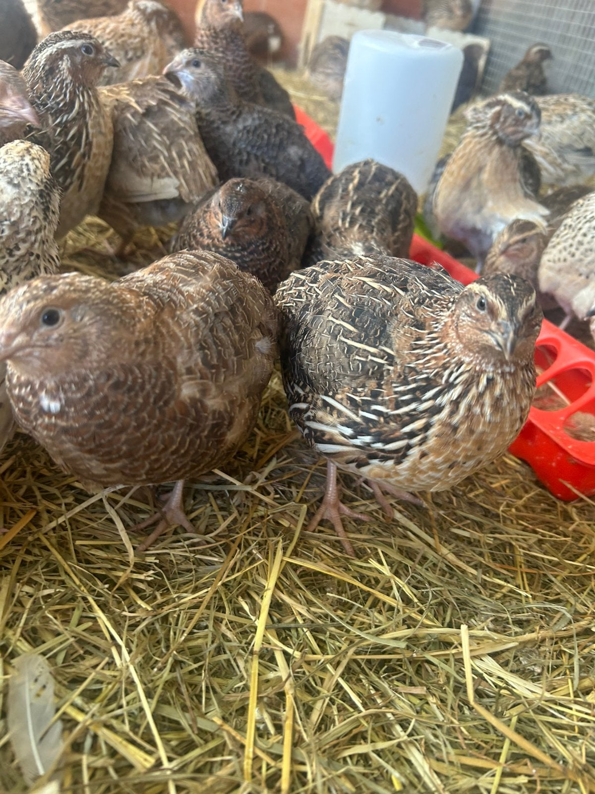Jumbo kwartel, Dieren en Toebehoren, Pluimvee