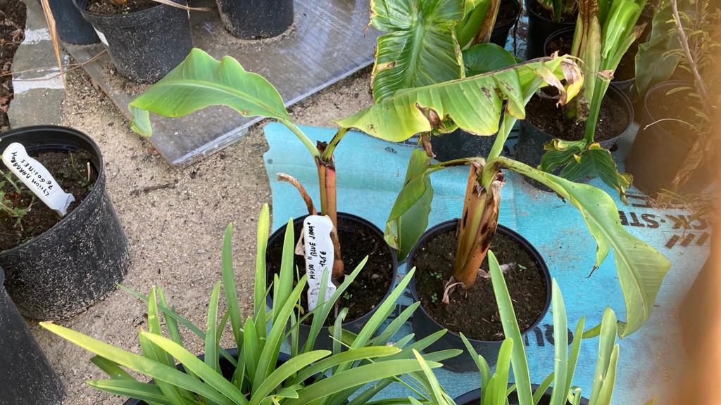 Musa blue java, Tickets & Billets, Loisirs | Jardins zoologiques