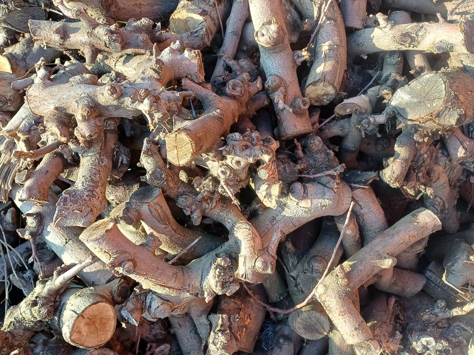 Pomme à bois de chauffage à sec de 15 à 30 cm séchée pendant, Enlèvement
